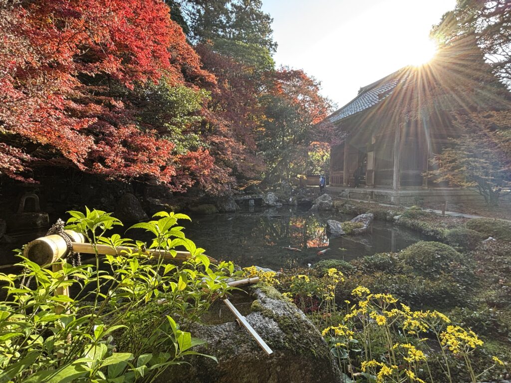 朝日を浴びる蓮華寺の紅葉の庭園