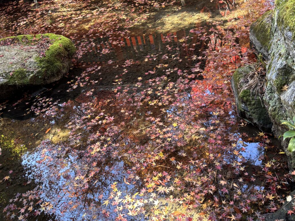 毘沙門堂門跡の池に浮かぶ散りもみじ