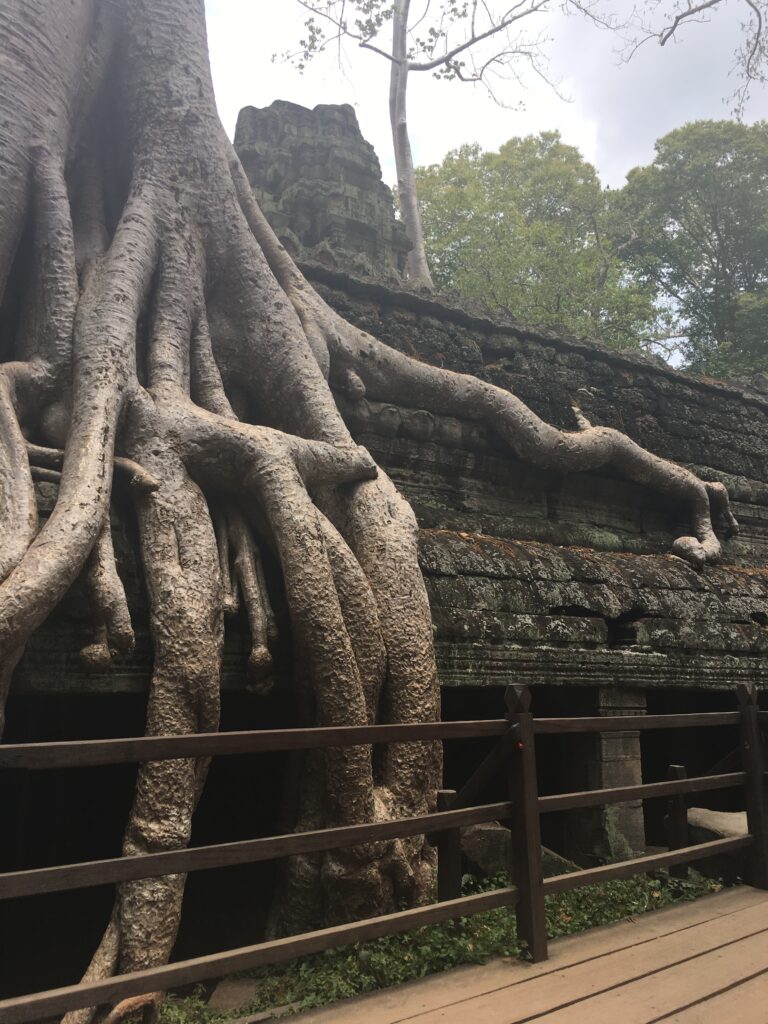 タ・プロームの巨木の根