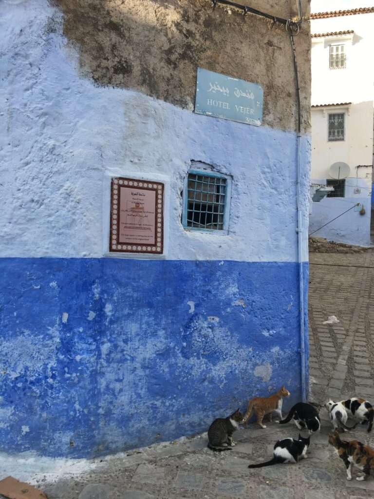 シャウエンの猫
