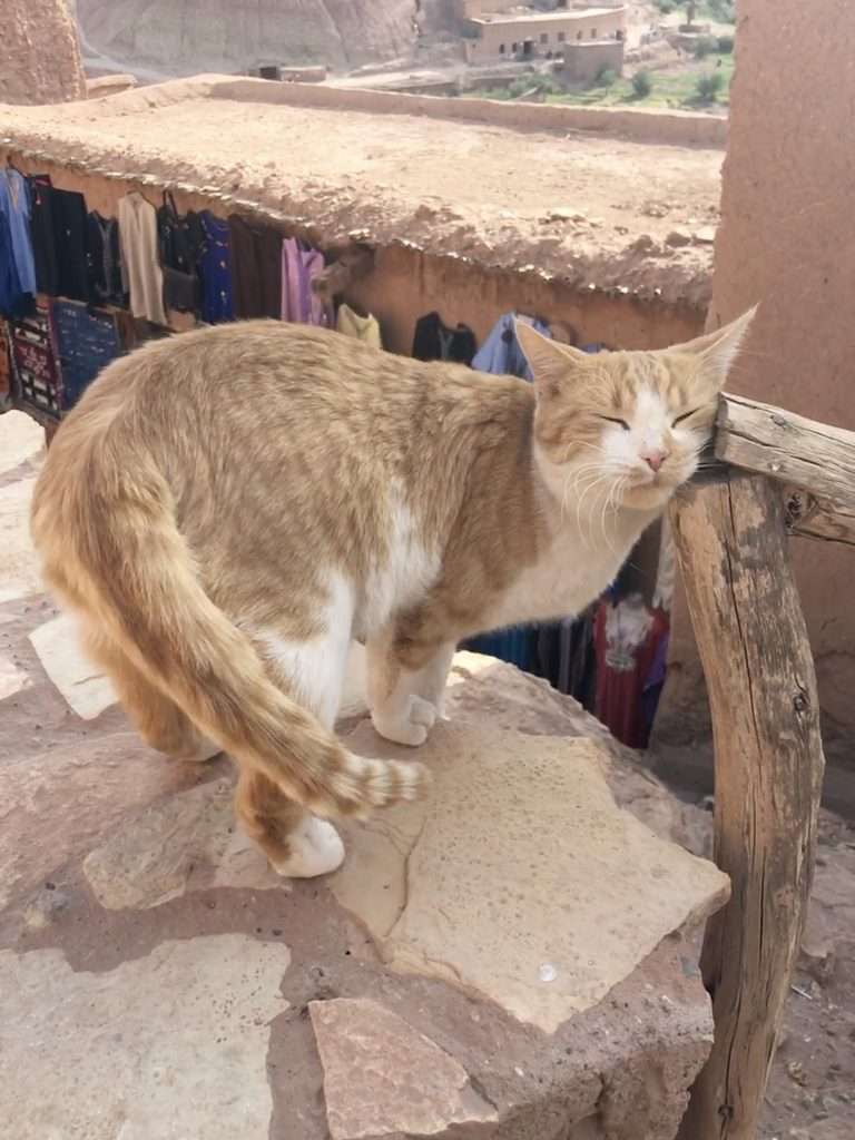 アイット・ベン・ハッドゥの中腹で出会った猫