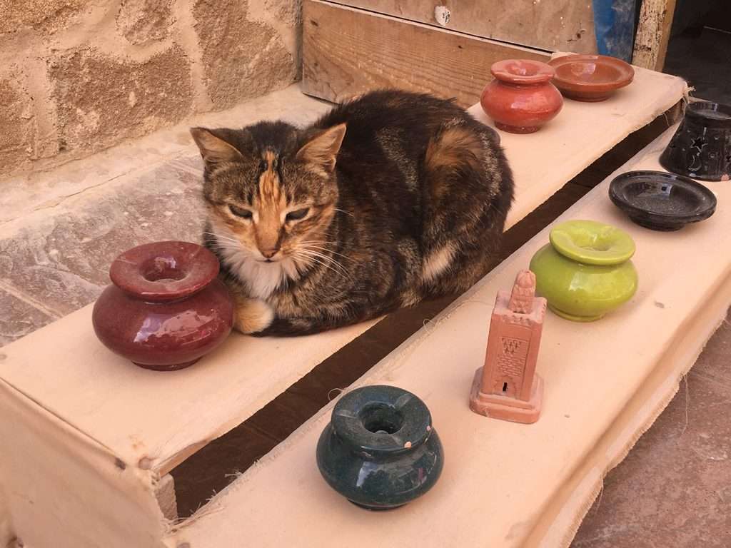 路地のお店の猫
