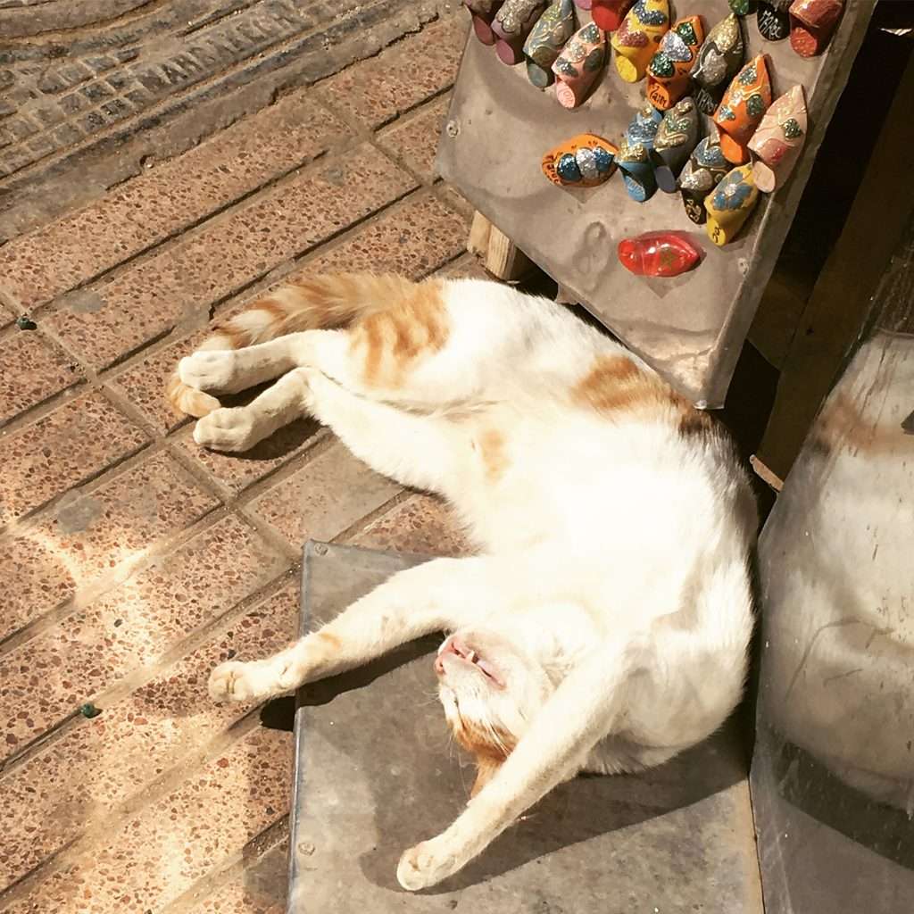 お土産屋の前の猫