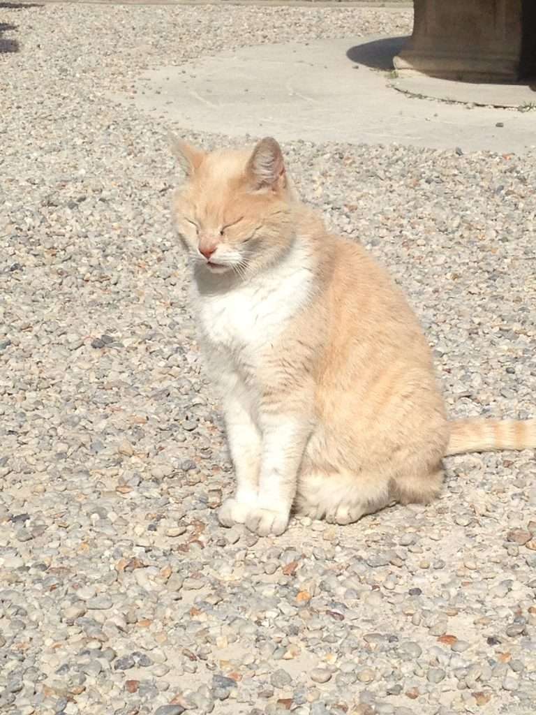 芸術村の猫